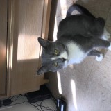 ROO
