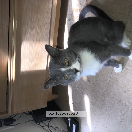 Photo 1/1 ROO Cat lost in Kingston