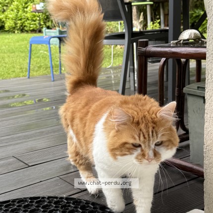 Photo of a cat found in Villemomble