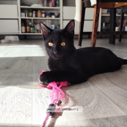 Photo of a cat found in Toulouse