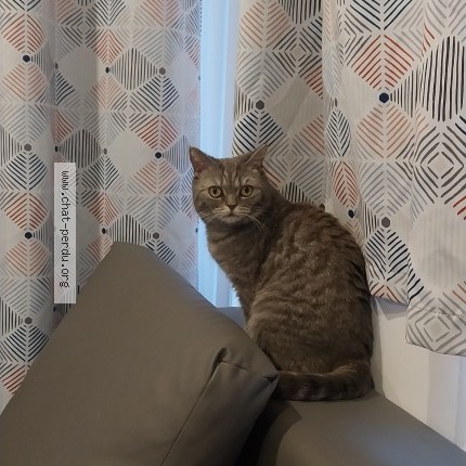 Photo of a cat found in Happonvilliers