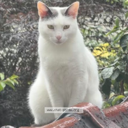Foto 1/1 JIVA Kat vermist in Koekelberg