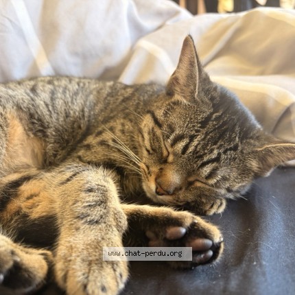 Photo of a cat found in Dunkerque