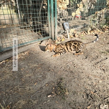 Foto 1/2 Milford Kat vermist in Schaerbeek