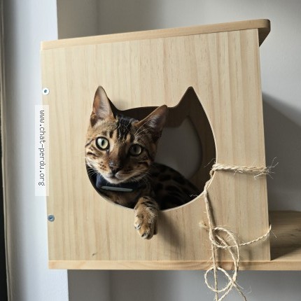 Foto 2/2 Milford Kat vermist in Schaerbeek