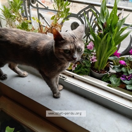 Photo of a cat found in Valence