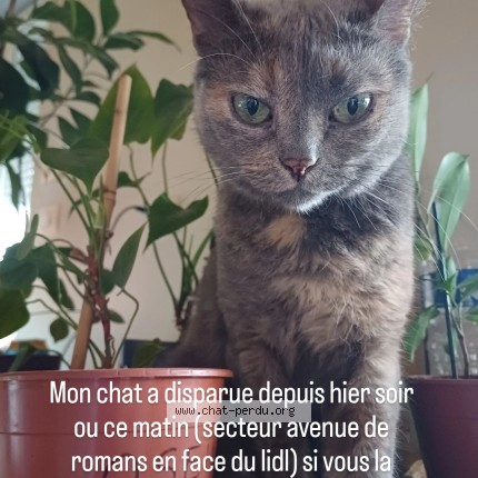 Photo of a cat found in Valence