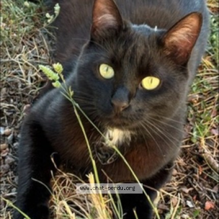 Photo of a cat found in Levallois Perret
