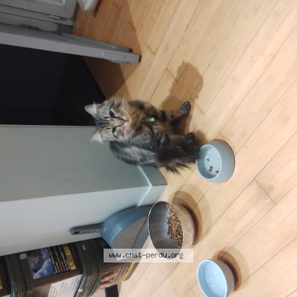 Photo of a cat found in Marquette Lez Lille