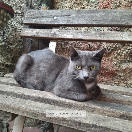 Foto 1/1 Kat gevonden Gevonden in Mons