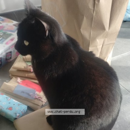 Photo of a cat found in Chaucenne