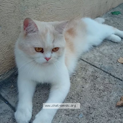 Photo of a cat found in Nice