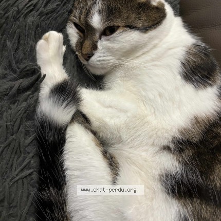 Photo of a cat found in Pleumeur Bodou
