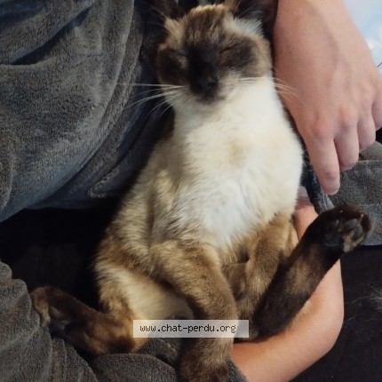 Photo of a cat found in Boulay Les Barres
