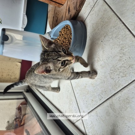 Photo of a cat found in Reze