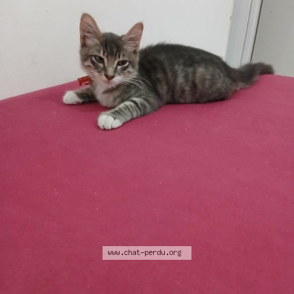 Photo of a cat found in Marseille