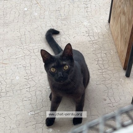 Photo of a cat found in L Isle D Abeau