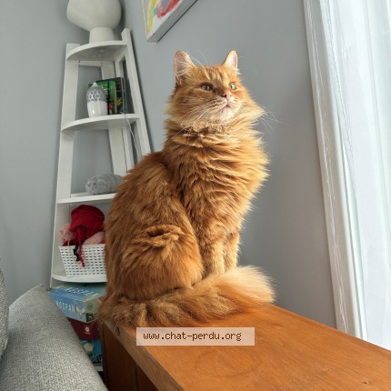 Photo 1/1 Normand Giroux Cat lost in Saint Damien