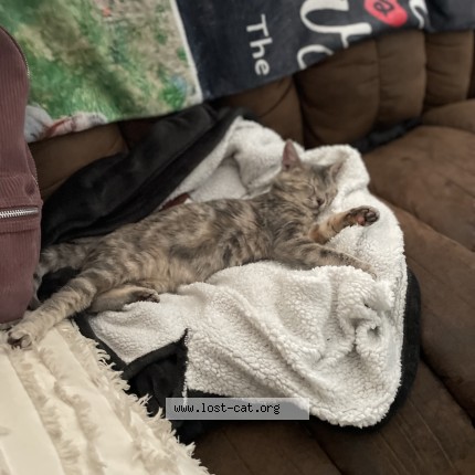 Photo 1/1 Gill Cat lost in Reno
