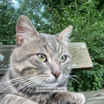 Foto 1/1 snow Kat vermist in Roux