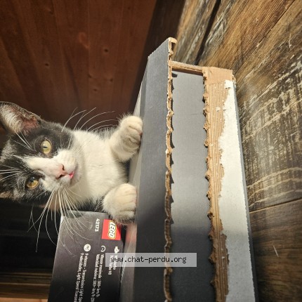 Photo 1/1 Mégatron Cat lost in St Basile