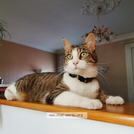 Photo of a cat found in Lanester