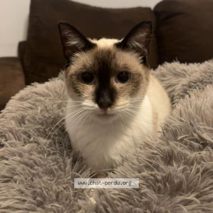 Photo of a cat found in Brest
