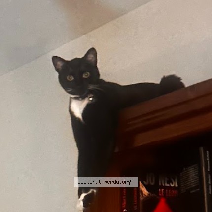 Photo of a cat found in Montreal