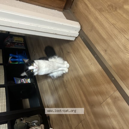 Photo 1/1 Jasper Cat lost in Emeryville
