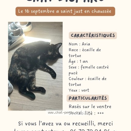 Photo of a cat found in Saint Just En Chaussee