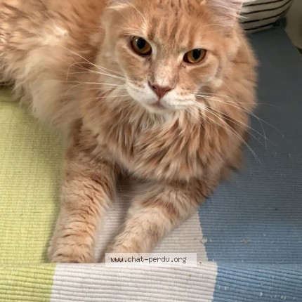 Foto 1/2 Stitch Kat vermist in Blaugies