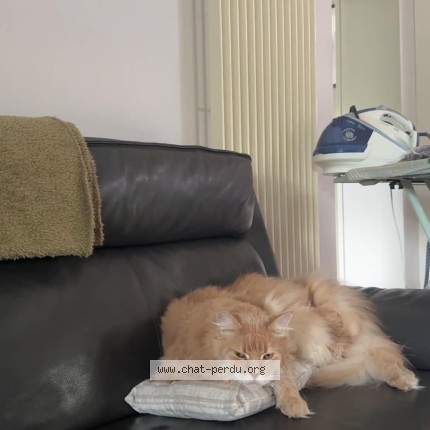 Foto 2/2 Stitch Kat vermist in Blaugies