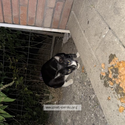 Foto 1/1 Kat gevonden Gevonden in Liege