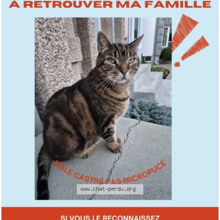Photo 1/1 Found cat Found in Repentigny Le Gardeur