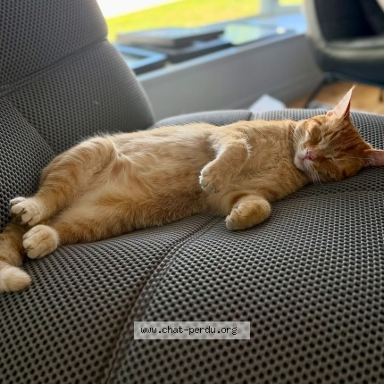 Photo 1/1 jules Cat lost in Quebec