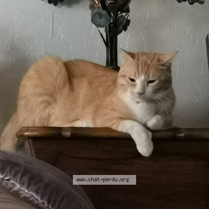 Photo of a cat found in Roquebrune Cap Martin