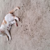 Guddu