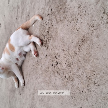 Photo 1/1 Guddu Cat lost in Konnagar