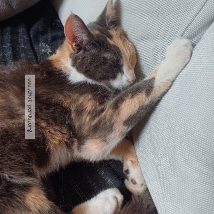 Foto 1/3 Delia Kat vermist in Bruxelles