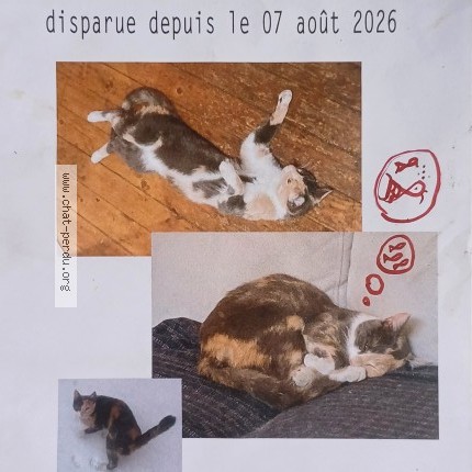 Foto 2/3 Delia Kat vermist in Bruxelles
