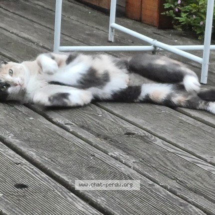 Foto 3/3 Delia Kat vermist in Bruxelles