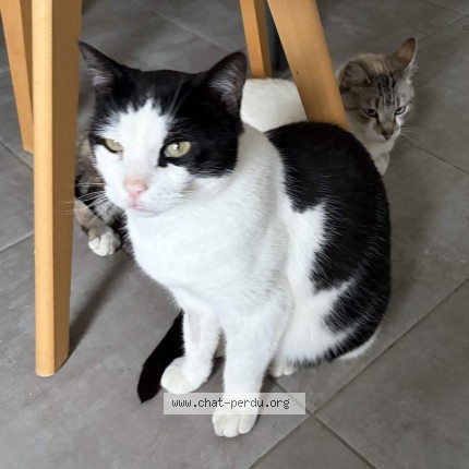 Photo of a cat found in Pencran