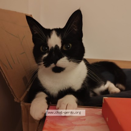 Foto 1/1 Molly Kat vermist in Ixelles