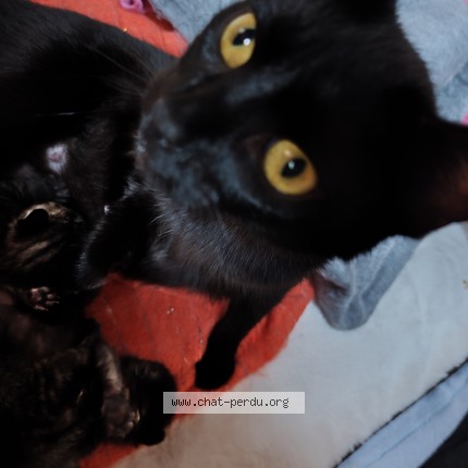 Foto 1/1 Kat teruggevonden Vermist in Charleroi