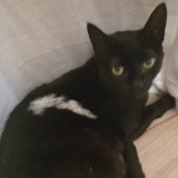 Lulu