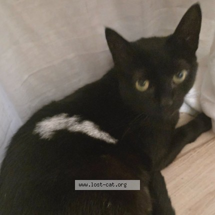 Foto de gato perdido em Sao Paulo