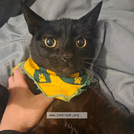 Foto 2/3 Lulu Gato perdido em Sao Paulo