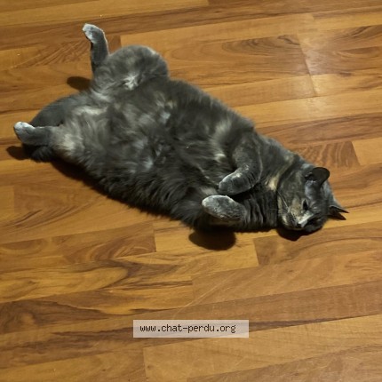 Photo of a cat found in Urzy