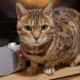 Mimi