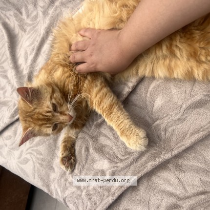 Foto 1/1 mouzza Kat vermist in Ans